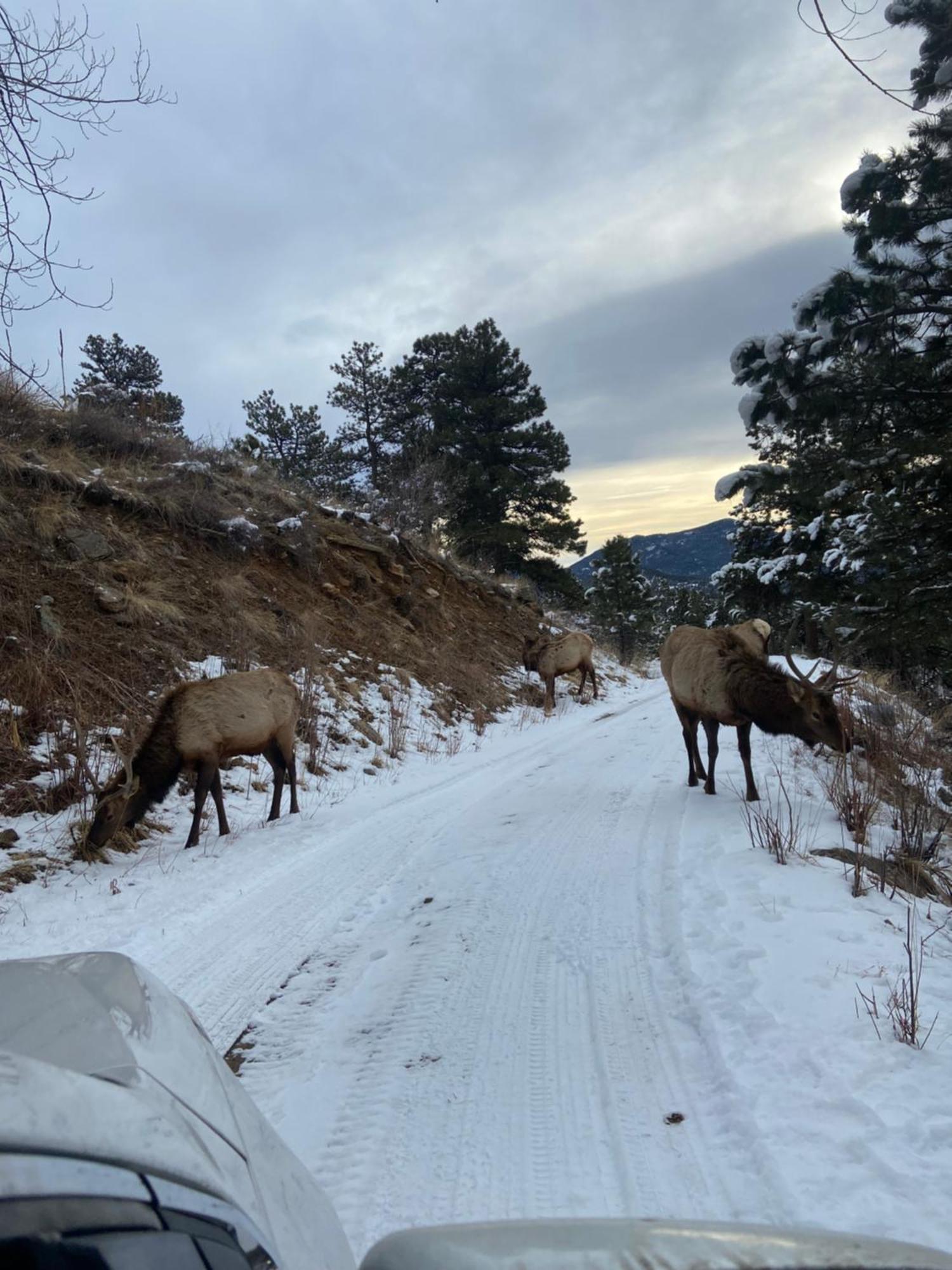 Colorado Bed & Breakfast With Beautiful Views Evergreen Dış mekan fotoğraf